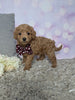 F1B Cockapoo For Sale Sugarcreek OH Female-Buttercup