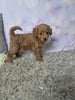 F1B Cockapoo For Sale Sugarcreek OH Female-Buttercup