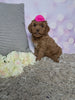 F1B Cockapoo For Sale Sugarcreek OH Female-Lassie