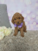 F1B Cockapoo For Sale Sugarcreek OH Female-Lassie