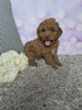 F1B Cockapoo For Sale Sugarcreek OH Female-Lassie