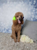 F1B Cockapoo For Sale Sugarcreek OH Female-Lassie