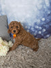 F1B Cockapoo For Sale Sugarcreek OH Male-Oscar