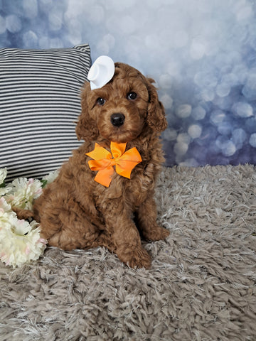 F1B Cockapoo For Sale Sugarcreek OH Male-Oscar