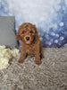 F1B Cockapoo For Sale Sugarcreek OH Male-Oscar