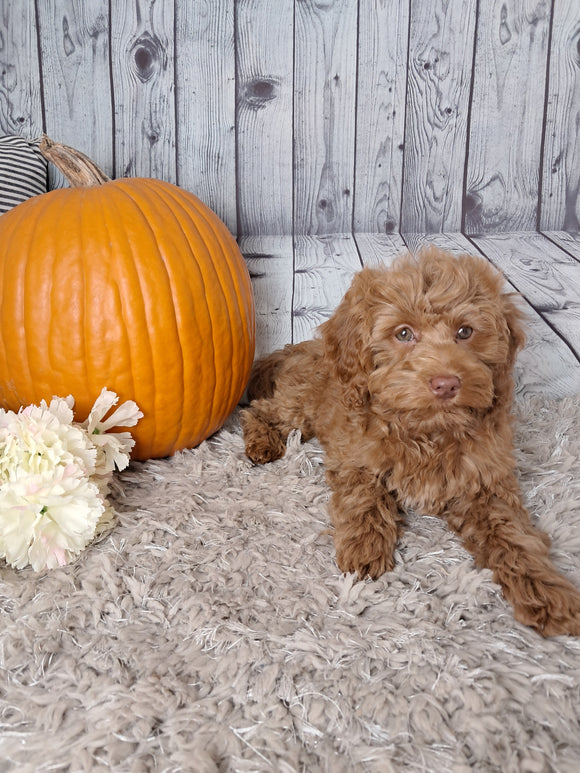 F1B Cockapoo For Sale Sugarcreek OH Female-Hazel Noel