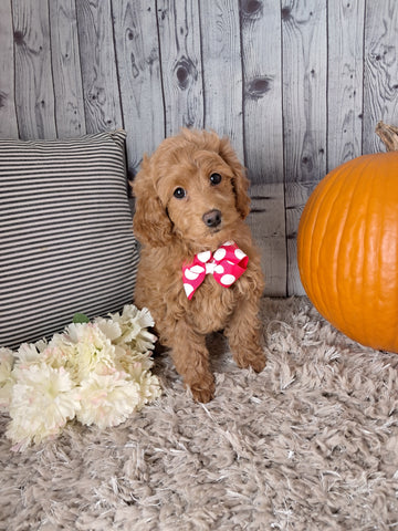 F1B Cockapoo For Sale Sugarcreek OH Female-Buttercup