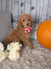 F1B Cockapoo For Sale Sugarcreek OH Female-Buttercup