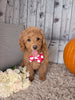 F1B Cockapoo For Sale Sugarcreek OH Female-Buttercup