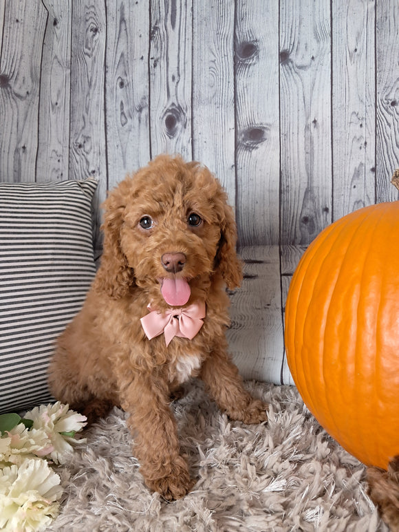 F1B Cockapoo For Sale Sugarcreek OH Female-Lassie