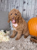 F1B Cockapoo For Sale Sugarcreek OH Female-Lassie