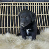 Golden Retriever Mix For Sale Dundee OH Male-Ember