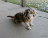 Mini F1B Labradoodle For Sale Millersburg OH Male-Baxter