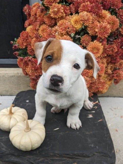Jack Russell Terrier For Sale Fredericksburg OH Male-Milo