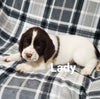 English Springer Spaniel For Sale North Lawrence OH Female-Lady