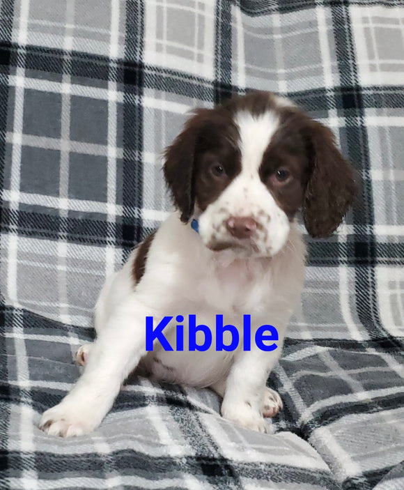 English Springer Spaniel For Sale North Lawrence OH Male-Kibble