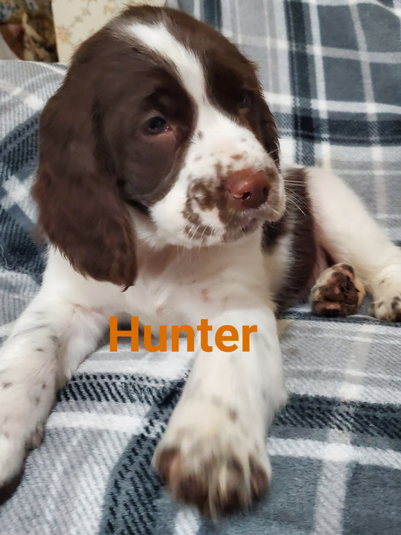 English Springer Spaniel For Sale North Lawrence OH Male-Hunter
