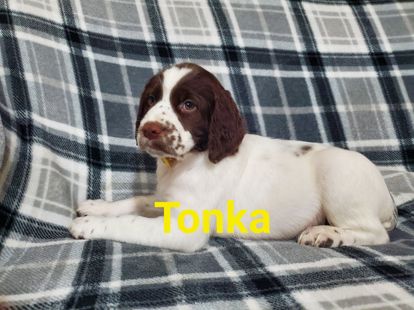 English Springer Spaniel For Sale North Lawrence OH Female-Tonka