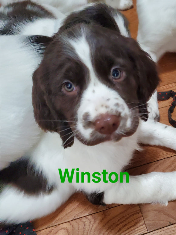 English Springer Spaniel For Sale North Lawrence OH Male-Winston