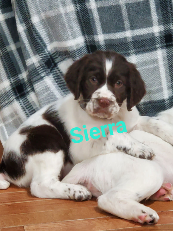 English Springer Spaniel For Sale North Lawrence OH Female-Sierra