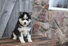 Pomsky For Sale Wooster OH Male-Andy