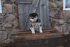 Pomsky For Sale Wooster OH Male-Benny