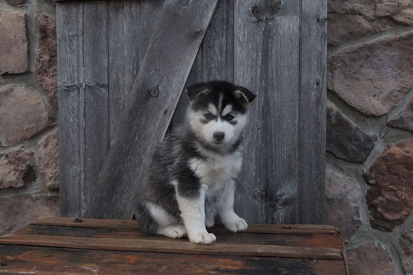 Pomsky For Sale Wooster OH Male-Benny