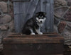 Pomsky For Sale Wooster OH Male-Conor