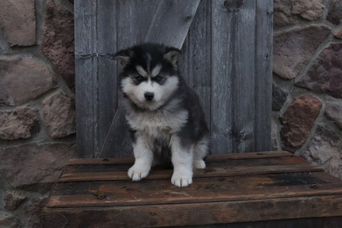 Pomsky For Sale Wooster OH Male-Conor