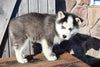 Pomsky For Sale Wooster OH Male-Eli