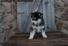Pomsky For Sale Wooster OH Male-Gary