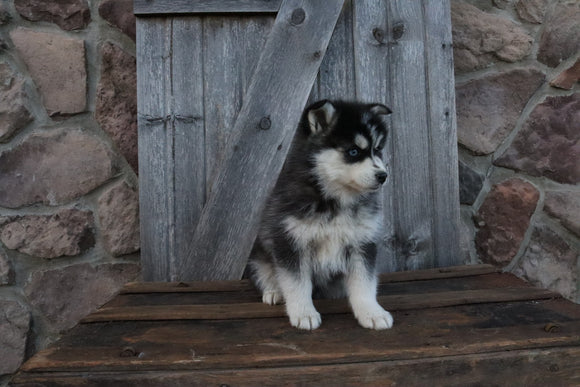 Pomsky For Sale Wooster OH Male-Gary