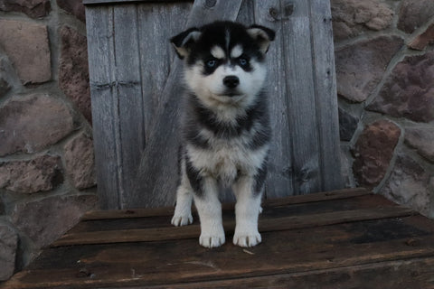 Pomsky For Sale Wooster OH Female-Hannah