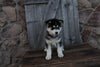 Pomsky For Sale Wooster OH Female-Hannah