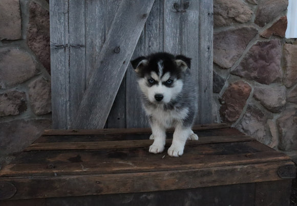 Pomsky For Sale Wooster OH Male-Ian