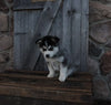 Pomsky For Sale Wooster OH Male-Ian