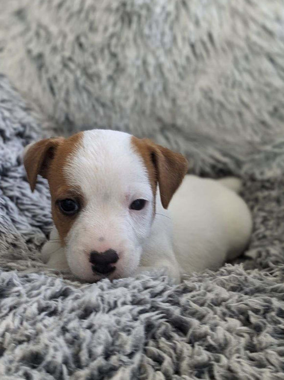Jack Russell Terrier For Sale Fredericksburg OH Male-Freddie