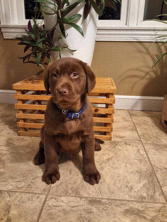 AKC Registered Labrador Retriever For Sale Millersburg OH Male-Brody