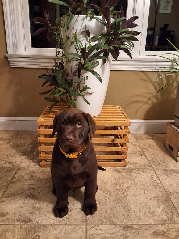 AKC Registered Labrador Retriever For Sale Millersburg OH Male-Brady