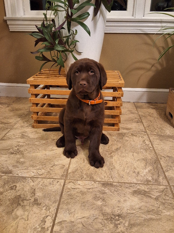 AKC Registered Labrador Retriever For Sale Millersburg OH Male-Bear