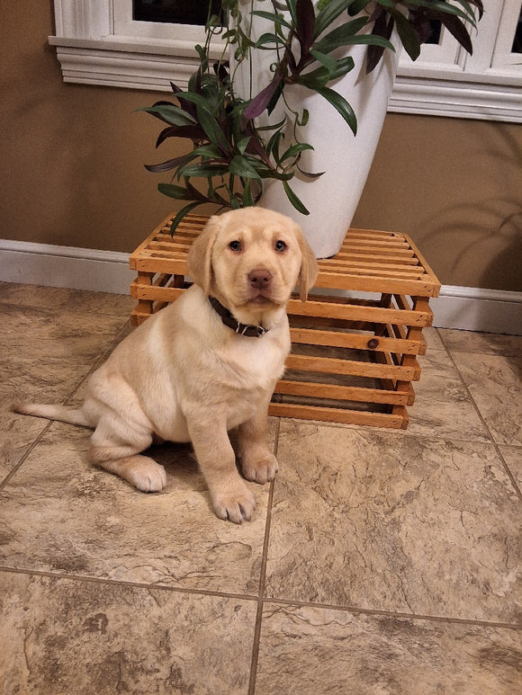 AKC Registered Labrador Retriever For Sale Millersburg OH Female-Bella