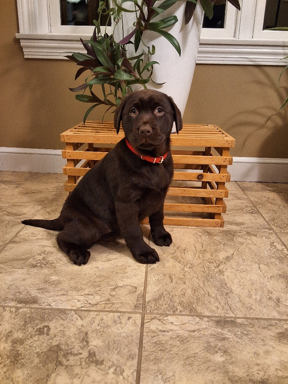 AKC Registered Labrador Retriever For Sale Millersburg OH Female-Brook