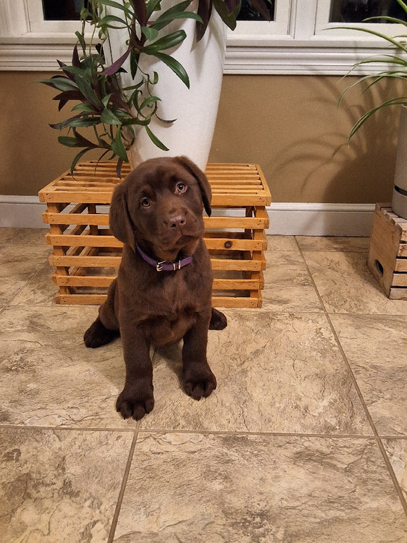 AKC Registered Labrador Retriever For Sale Millersburg OH Female-Brixley