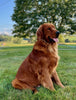AKC Registered Golden Retriever For Sale Millersburg OH Female-Bree
