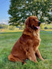 AKC Registered Golden Retriever For Sale Millersburg OH Male-Baxter