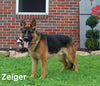 AKC German Shepherd For Sale Millersburg OH Female-Buttercup