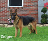 AKC Registered German Shepherd For Sale Millersburg OH Female-Carla