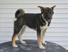 AKC Akita For Sale Millersburg Ohio Female-Amber