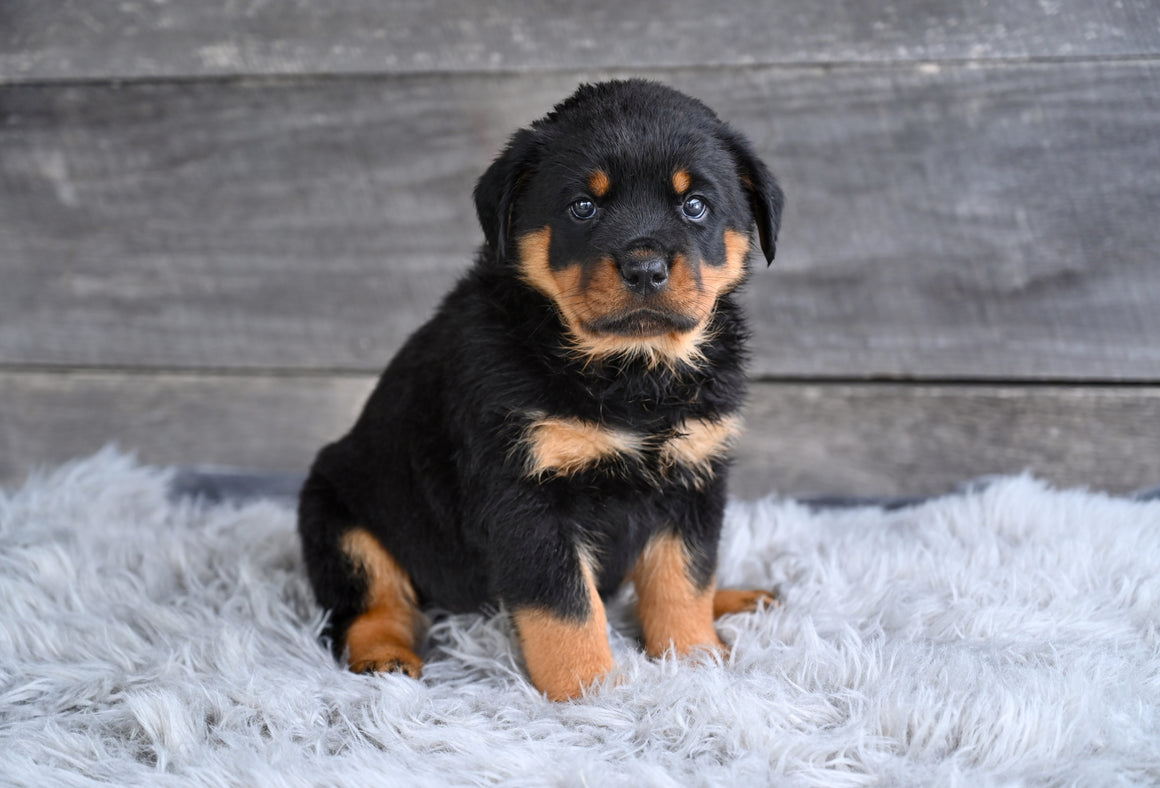 Puppies For Sale In Ohio | Shipping Available Buy Direct From Breeder ...