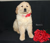 AKC Registered Golden Retriever For Sale Millersburg OH Female-Basil